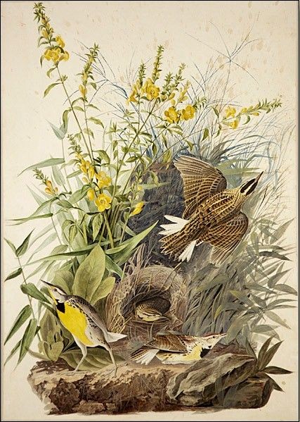 John James Audubon Meadowlark